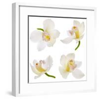 White Orchid on White-Madlen-Framed Photographic Print