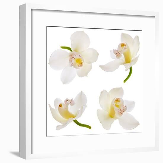 White Orchid on White-Madlen-Framed Photographic Print