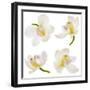 White Orchid on White-Madlen-Framed Photographic Print