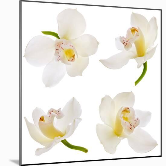 White Orchid on White-Madlen-Mounted Photographic Print