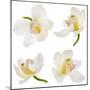 White Orchid on White-Madlen-Mounted Photographic Print