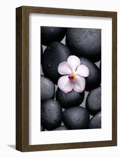 White Orchid with Therapy Stones-crystalfoto-Framed Photographic Print