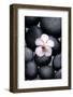 White Orchid with Therapy Stones-crystalfoto-Framed Photographic Print