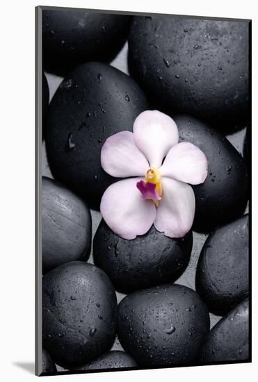 White Orchid with Therapy Stones-crystalfoto-Mounted Photographic Print