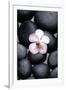 White Orchid with Therapy Stones-crystalfoto-Framed Photographic Print