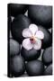 White Orchid with Therapy Stones-crystalfoto-Stretched Canvas