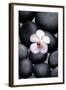 White Orchid with Therapy Stones-crystalfoto-Framed Photographic Print