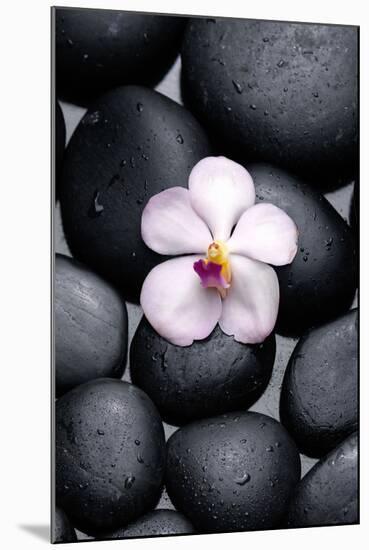 White Orchid with Therapy Stones-crystalfoto-Mounted Photographic Print