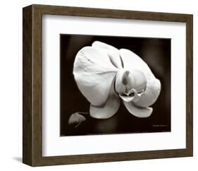 White Orchid-Harold Silverman-Framed Art Print