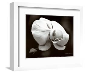 White Orchid-Harold Silverman-Framed Art Print