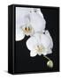 White Orchid-John-Francis Bourke-Framed Stretched Canvas