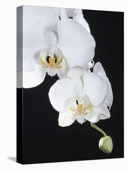White Orchid-John-Francis Bourke-Stretched Canvas