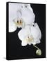 White Orchid-John-Francis Bourke-Framed Stretched Canvas