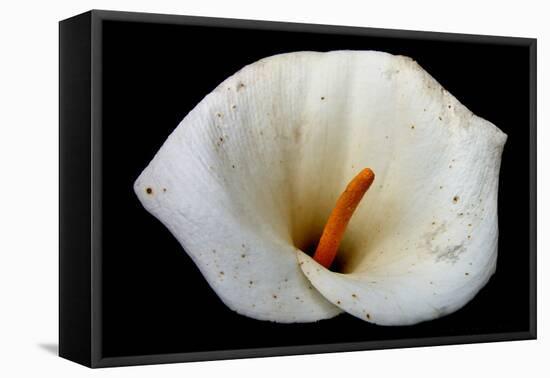 White Orchid-null-Framed Stretched Canvas