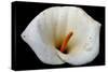 White Orchid-null-Stretched Canvas