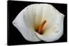 White Orchid-null-Stretched Canvas