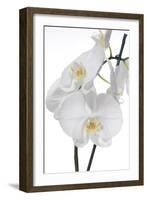 White Orchid-null-Framed Photographic Print