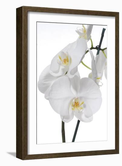 White Orchid-null-Framed Photographic Print