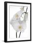 White Orchid-null-Framed Photographic Print