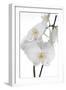 White Orchid-null-Framed Photographic Print