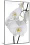 White Orchid-null-Mounted Photographic Print