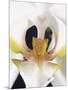 White Orchid-John-Francis Bourke-Mounted Photographic Print