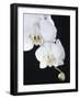 White Orchid-John-Francis Bourke-Framed Photographic Print