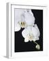 White Orchid-John-Francis Bourke-Framed Photographic Print