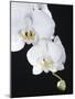 White Orchid-John-Francis Bourke-Mounted Photographic Print