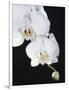 White Orchid-John-Francis Bourke-Framed Photographic Print