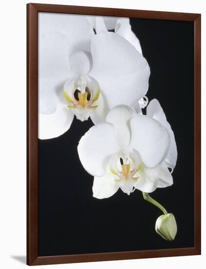 White Orchid-John-Francis Bourke-Framed Photographic Print