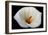 White Orchid-null-Framed Photo