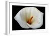 White Orchid-null-Framed Photo