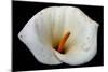 White Orchid-null-Mounted Photo
