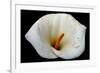 White Orchid-null-Framed Photo