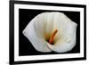 White Orchid-null-Framed Photo