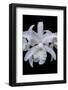 White Orchid-Lisa Engelbrecht-Framed Photographic Print
