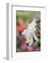 White orchids and soft colorful background, Butterfly World, Florida-Adam Jones-Framed Photographic Print