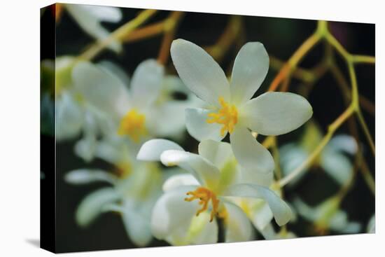 White Orchids I-Brian Moore-Stretched Canvas