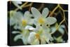 White Orchids I-Brian Moore-Stretched Canvas