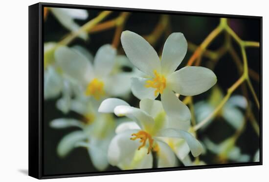 White Orchids I-Brian Moore-Framed Stretched Canvas