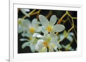 White Orchids I-Brian Moore-Framed Photographic Print