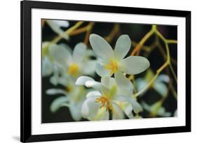 White Orchids I-Brian Moore-Framed Photographic Print