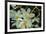 White Orchids I-Brian Moore-Framed Photographic Print