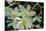 White Orchids I-Brian Moore-Mounted Photographic Print