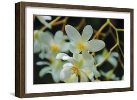 White Orchids I-Brian Moore-Framed Photographic Print