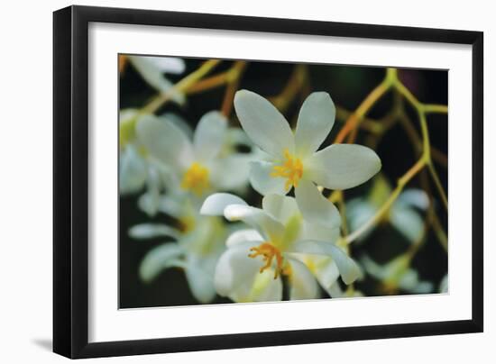 White Orchids I-Brian Moore-Framed Photographic Print