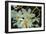 White Orchids I-Brian Moore-Framed Photographic Print