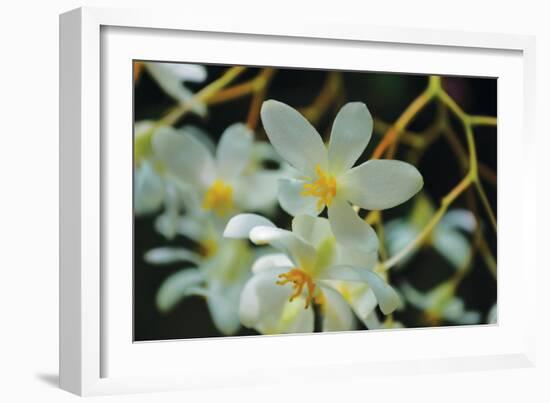 White Orchids I-Brian Moore-Framed Photographic Print