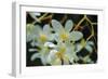 White Orchids I-Brian Moore-Framed Photographic Print
